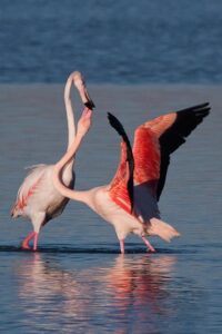 Lagoon environment - bird flamingos