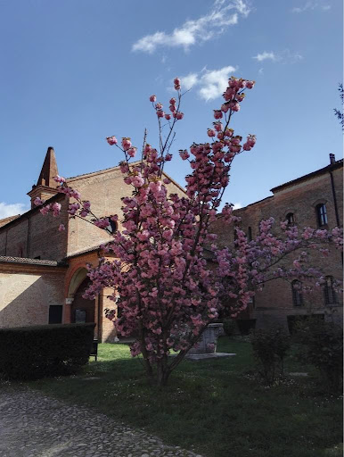 L'albero di ciliegio di Sant'Antonio in Polesine a Ferrara in fioritura